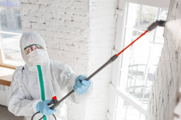 Best Environmental Consulting for Mold Prevention  in North Pembroke, MA