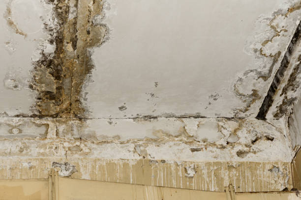 Best Emergency Mold Remediation  in North Pembroke, MA