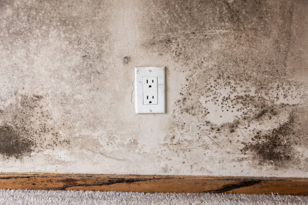 Best Mold Prevention Services  in North Pembroke, MA