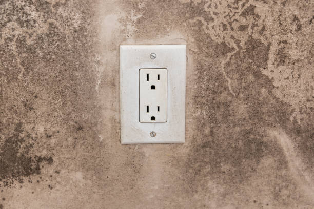 Best Attic Mold Removal  in North Pembroke, MA