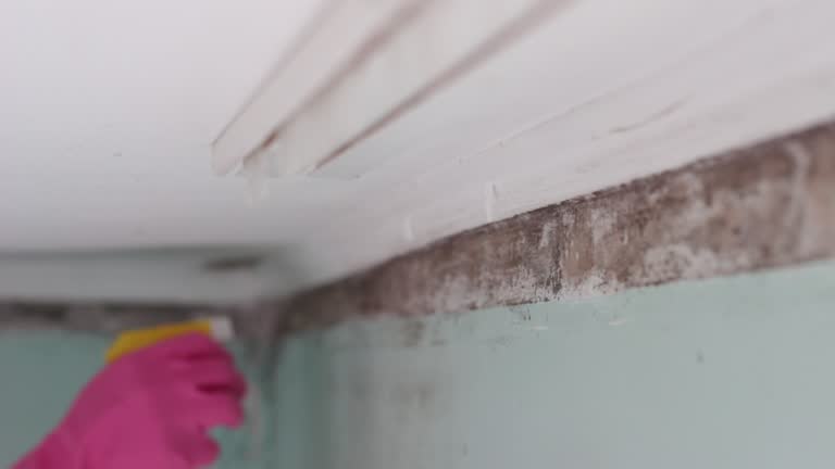 Best Crawl Space Mold Remediation  in North Pembroke, MA